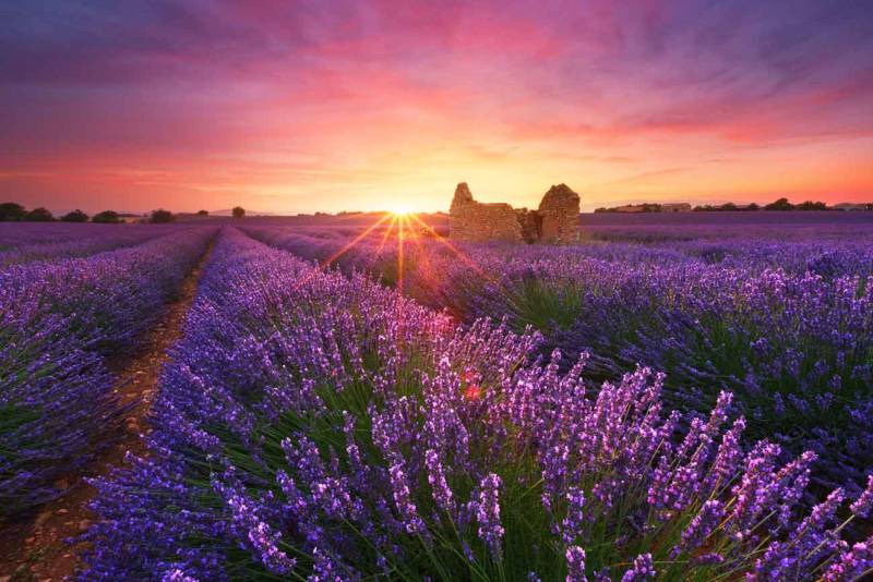 Visiting the Luberon Lavender Fields of Provence, France with driver-guide by Avantgarde Chauffeur Driven Cars